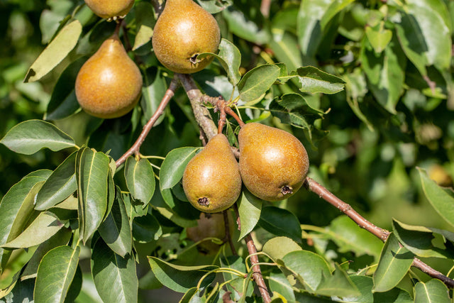 Pyrus com. 'Gute Graue' mit Früchten, erhältlich von 150-200 bis 450-650 cm ;;ab 38,50 Euro