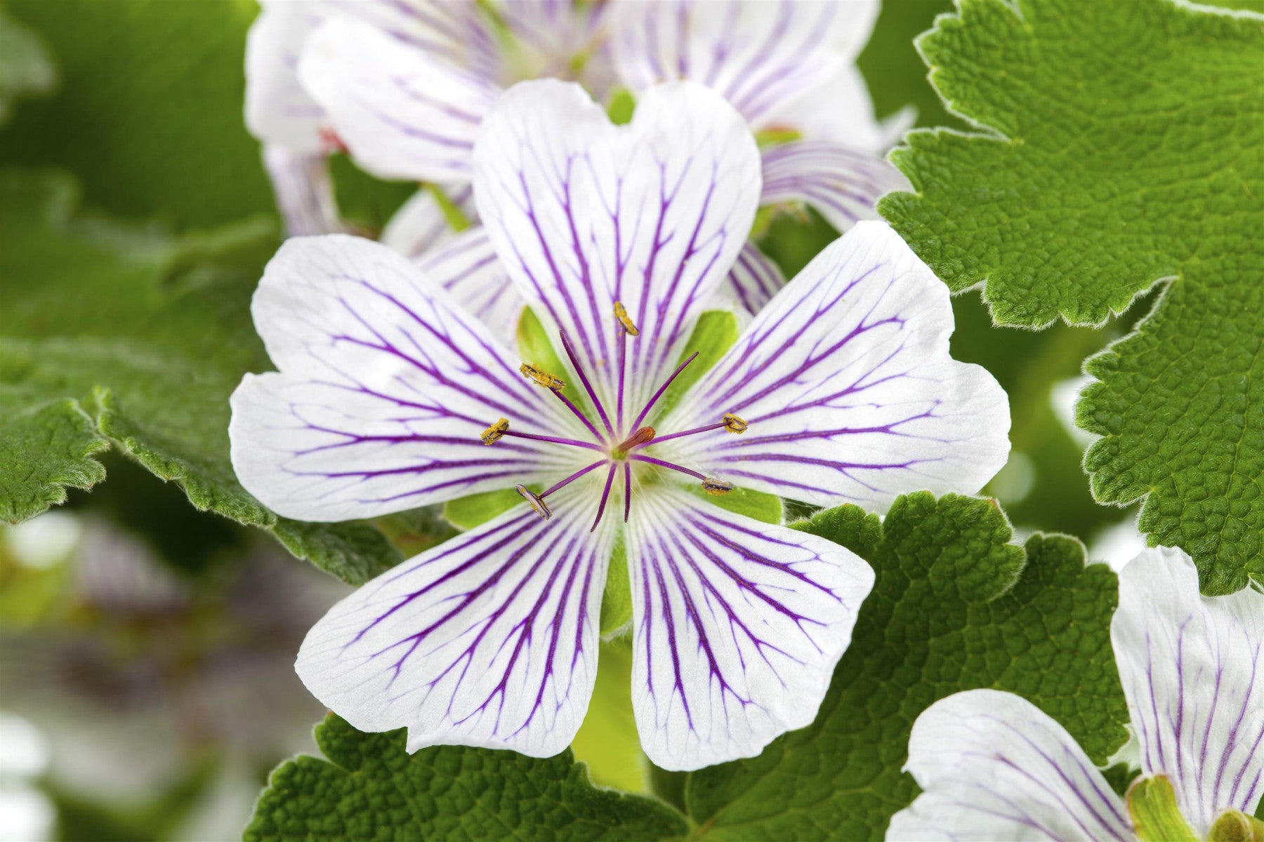 Geranium versicolor (Veränderlicher Storchschnabel)