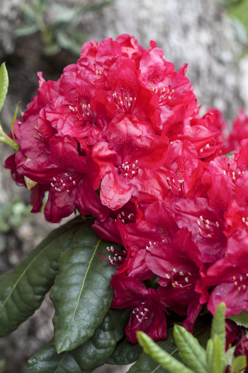 Rhododendron Hybr. 'Hachm. Feuerschein' mit Blüte, erhältlich von 30-40 bis 60-70 cm ;;ab 38,50 Euro