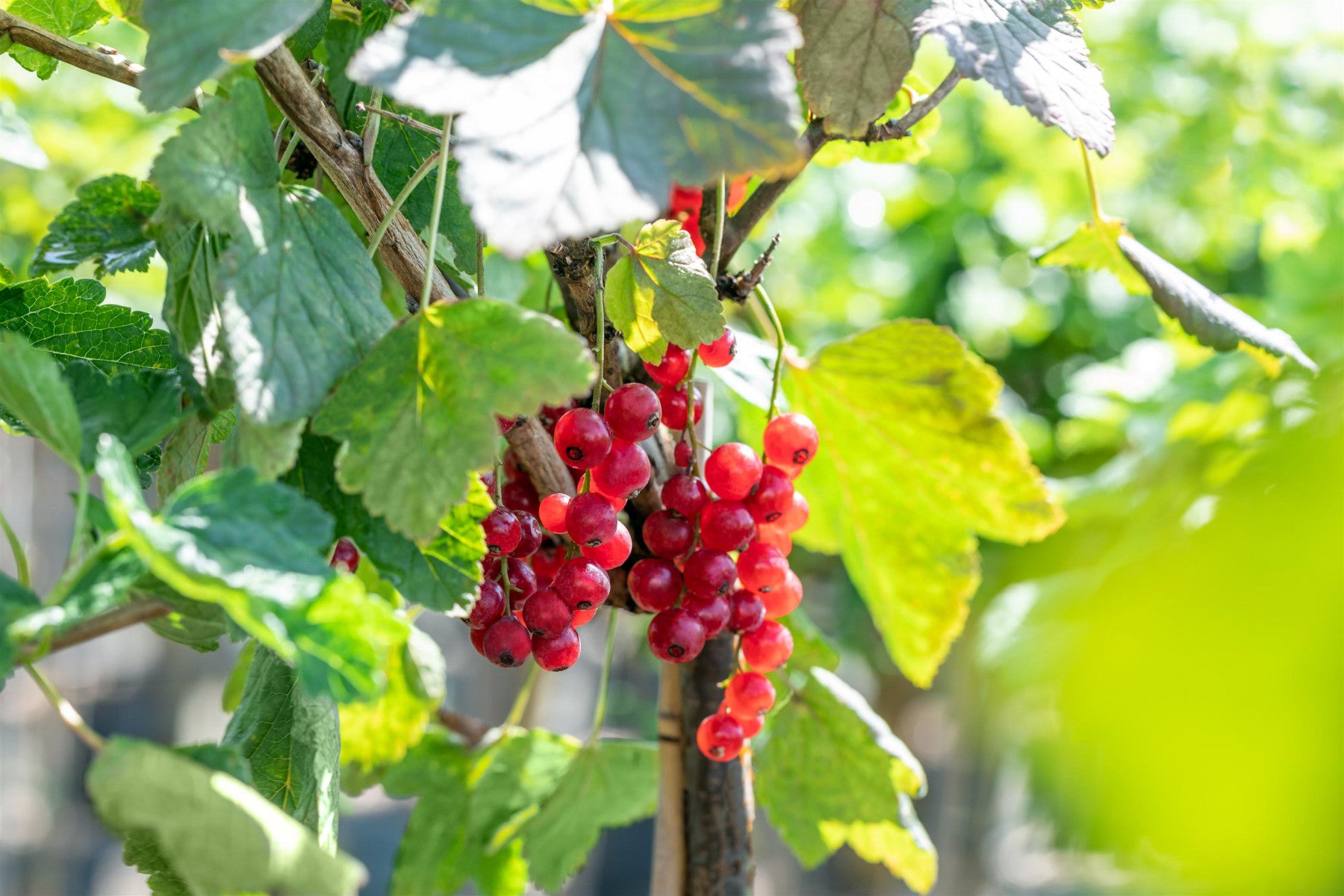 Ribes rubrum 'Augustus' (Johannisbeere 'Augustus' -R-)