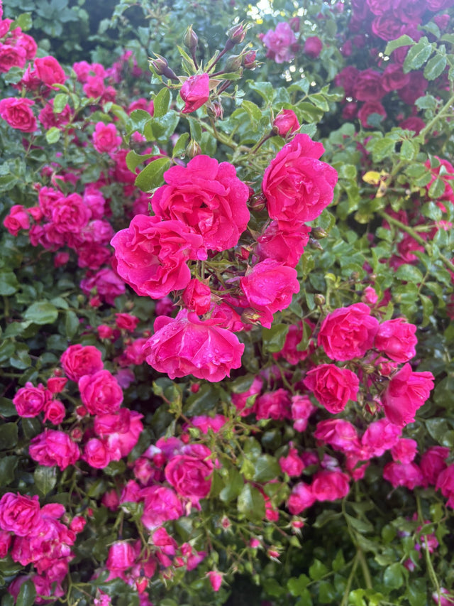 Rosa 'Heidetraum' BDR mit Blüte ;;ab 6,50 Euro