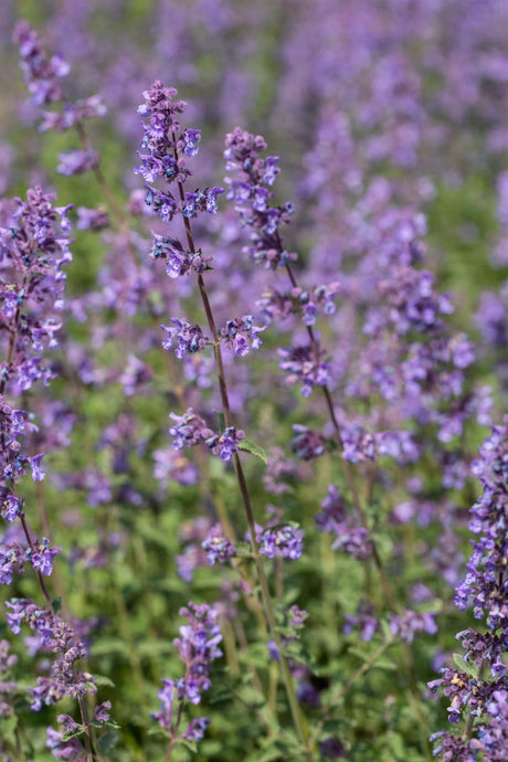 Nepeta x faassenii 'Walker's Low' mit Blüte ;;ab 3,30 Euro