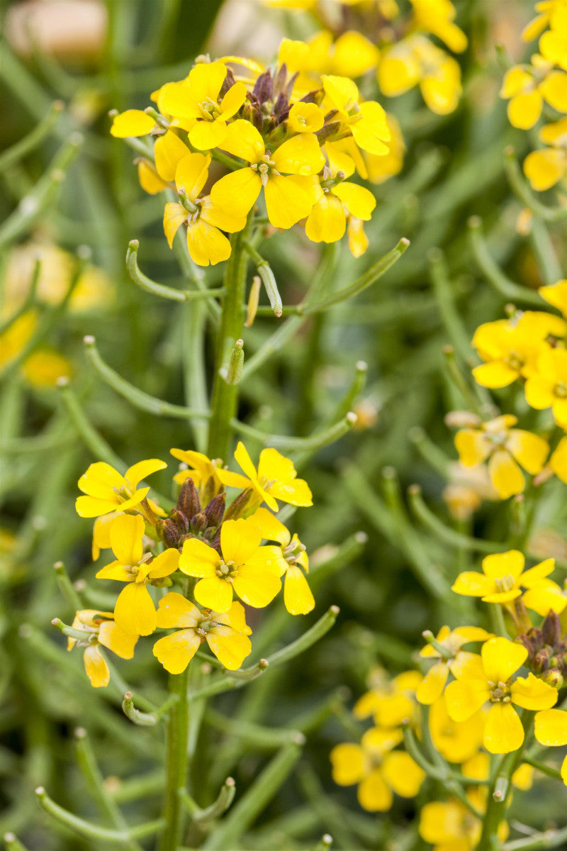 Erysimum pulchellum 'Aurantiacum' (Garten-Schotendotter)