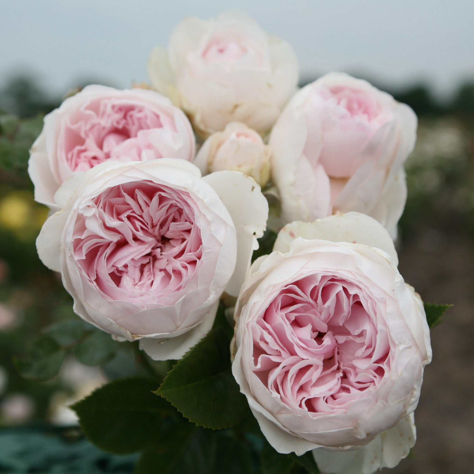 Rosa 'Herzogin Christiana' BT (Beetrose 'Herzogin Christiana' -R-)