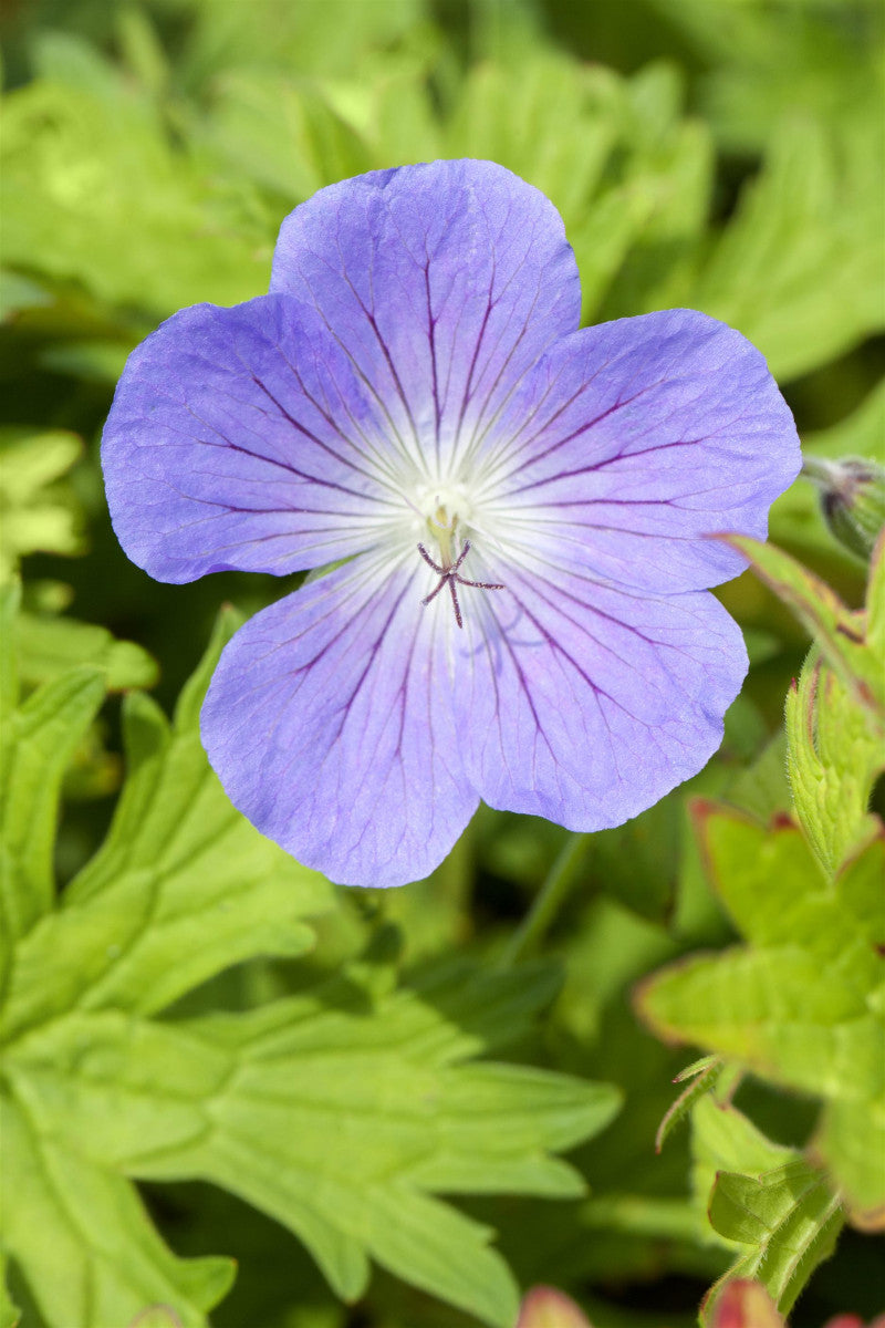 Geranium pratense 'Johnson's Blue' mit Blüte ;;ab 3,35 Euro