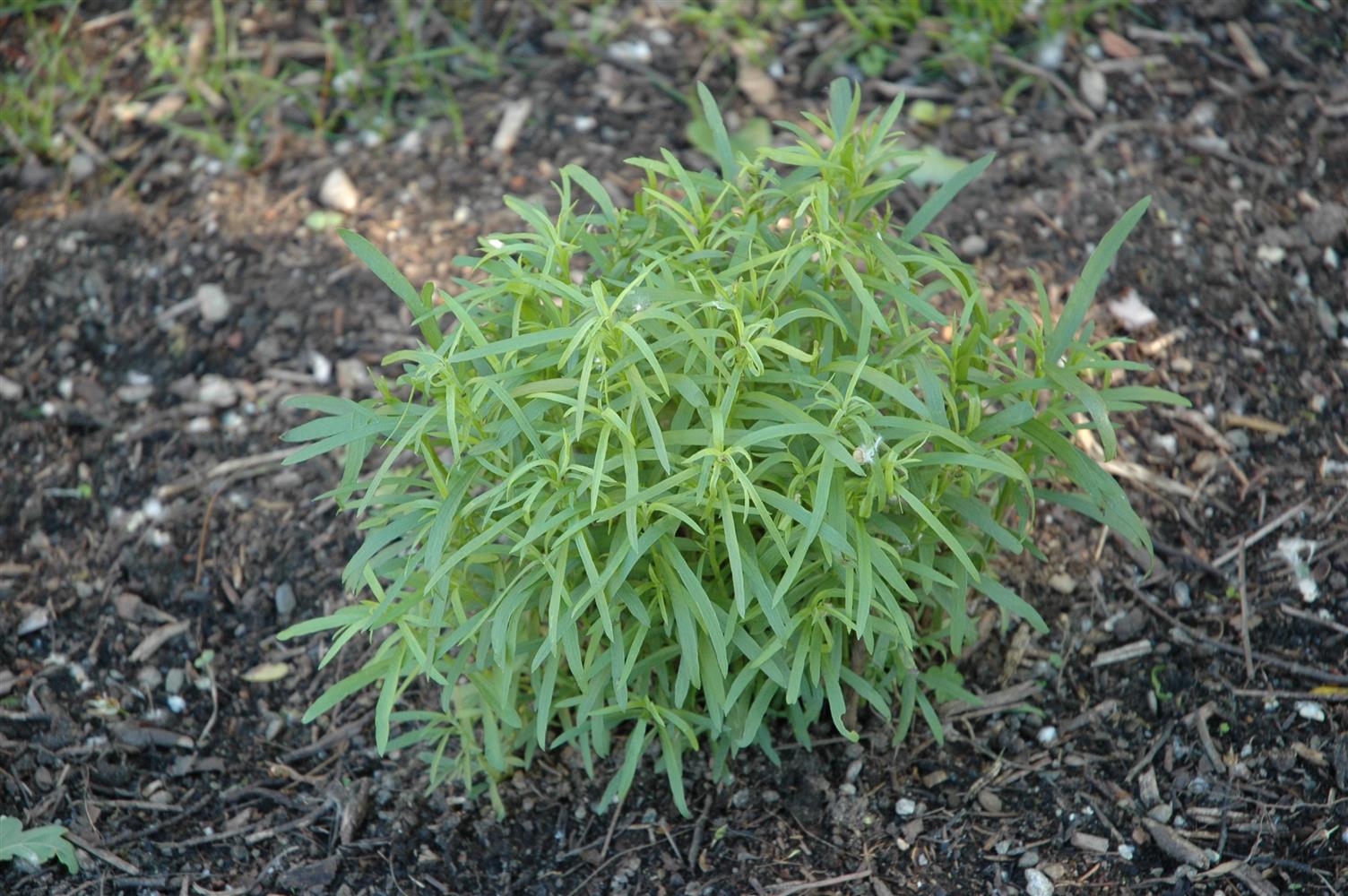 Artemisia dracunculus, gen. (Estragon)