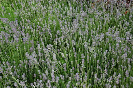 Lavandula angustifolia 'Munstead' mit Blüte ;;ab 3,50 Euro