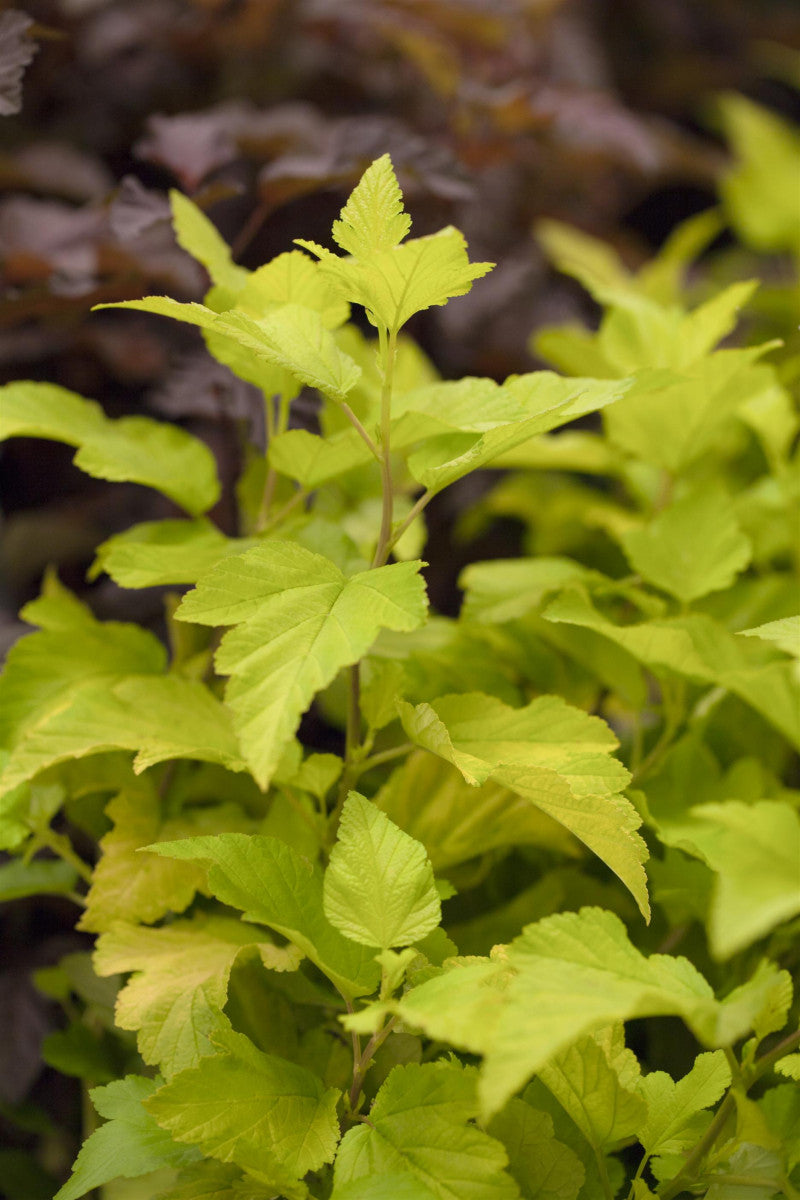 Physocarpus opulifolius 'Dart's Gold' (Blasenspiere 'Dart's Gold')