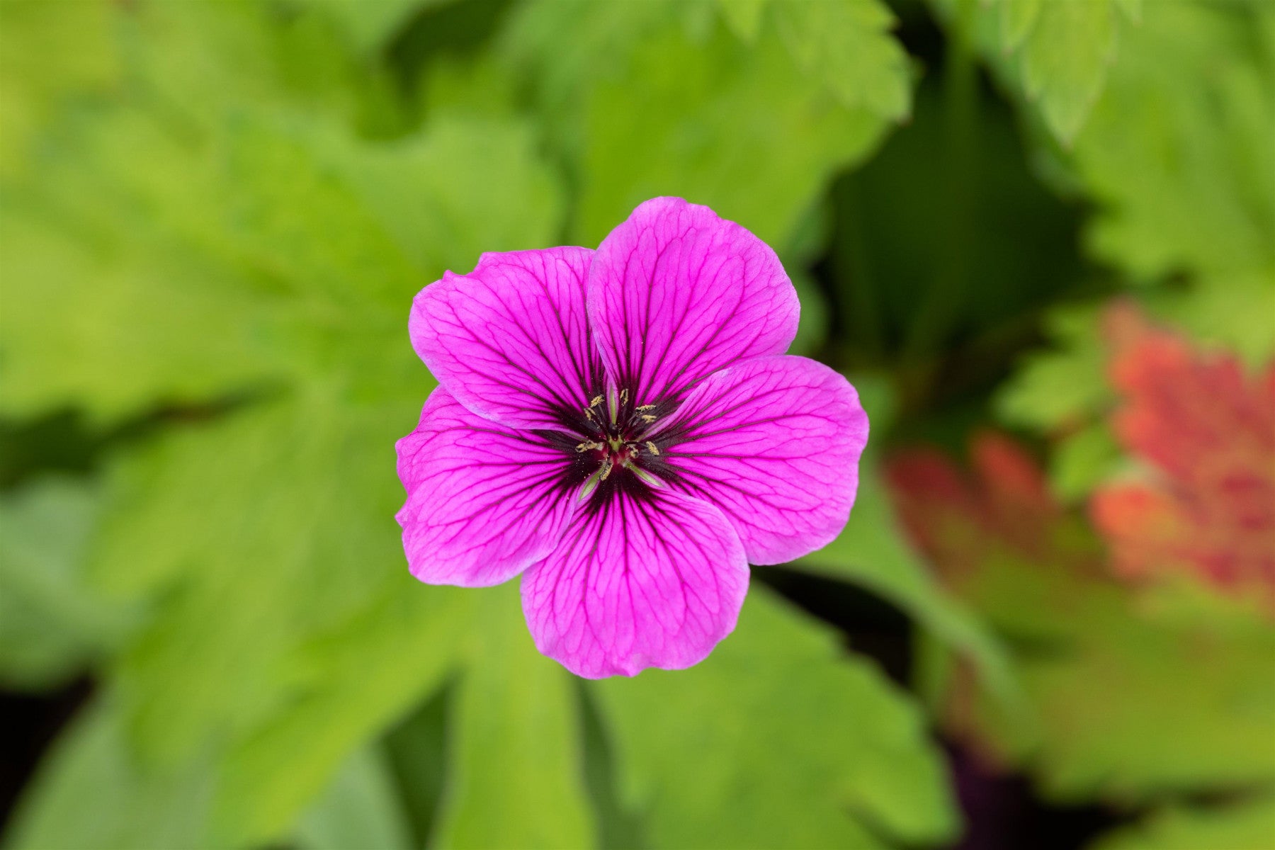 Geranium palustre (Sumpf-Storchschnabel)