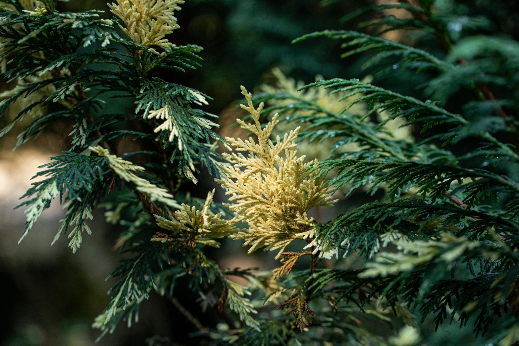 Chamaecyparis nootk. 'Variegata' (Weißbunte Nutkazypresse)