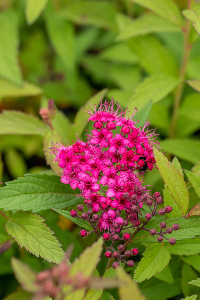 Spiraea japonica 'Froebelii' mit Blüte, erhältlich von 30-40 bis 40-60 cm ;;ab 11,70 Euro