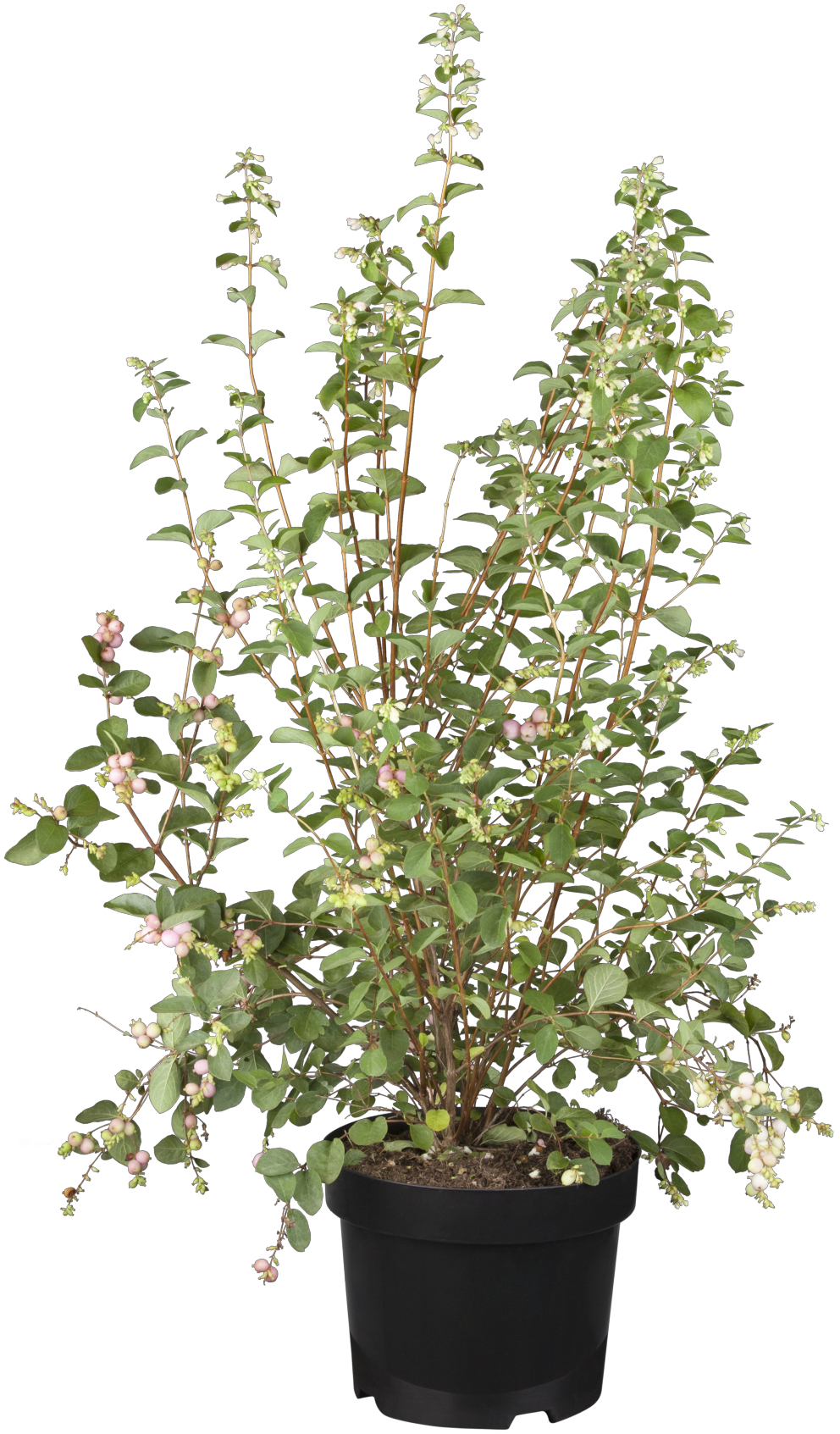 Symphoricarpos doorenbosii 'Taiga' als Pflanze im Beet, erhältlich von 40-60 bis 60-100 cm ;;ab 13,70 Euro