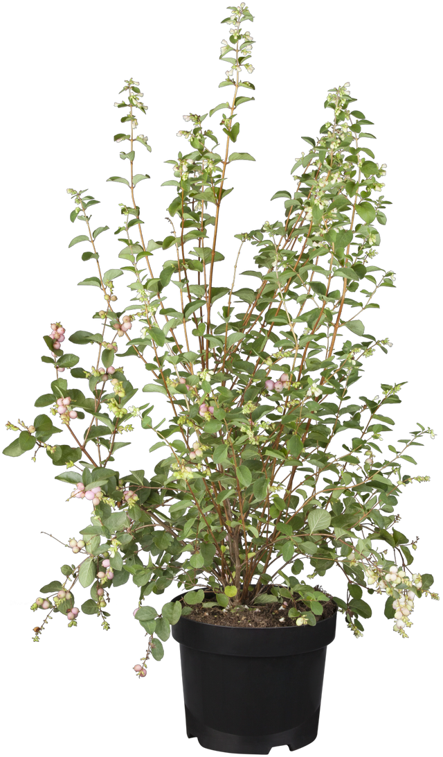 Symphoricarpos doorenbosii 'Taiga' als Pflanze im Beet, erhältlich von 40-60 bis 60-100 cm ;;ab 13,70 Euro