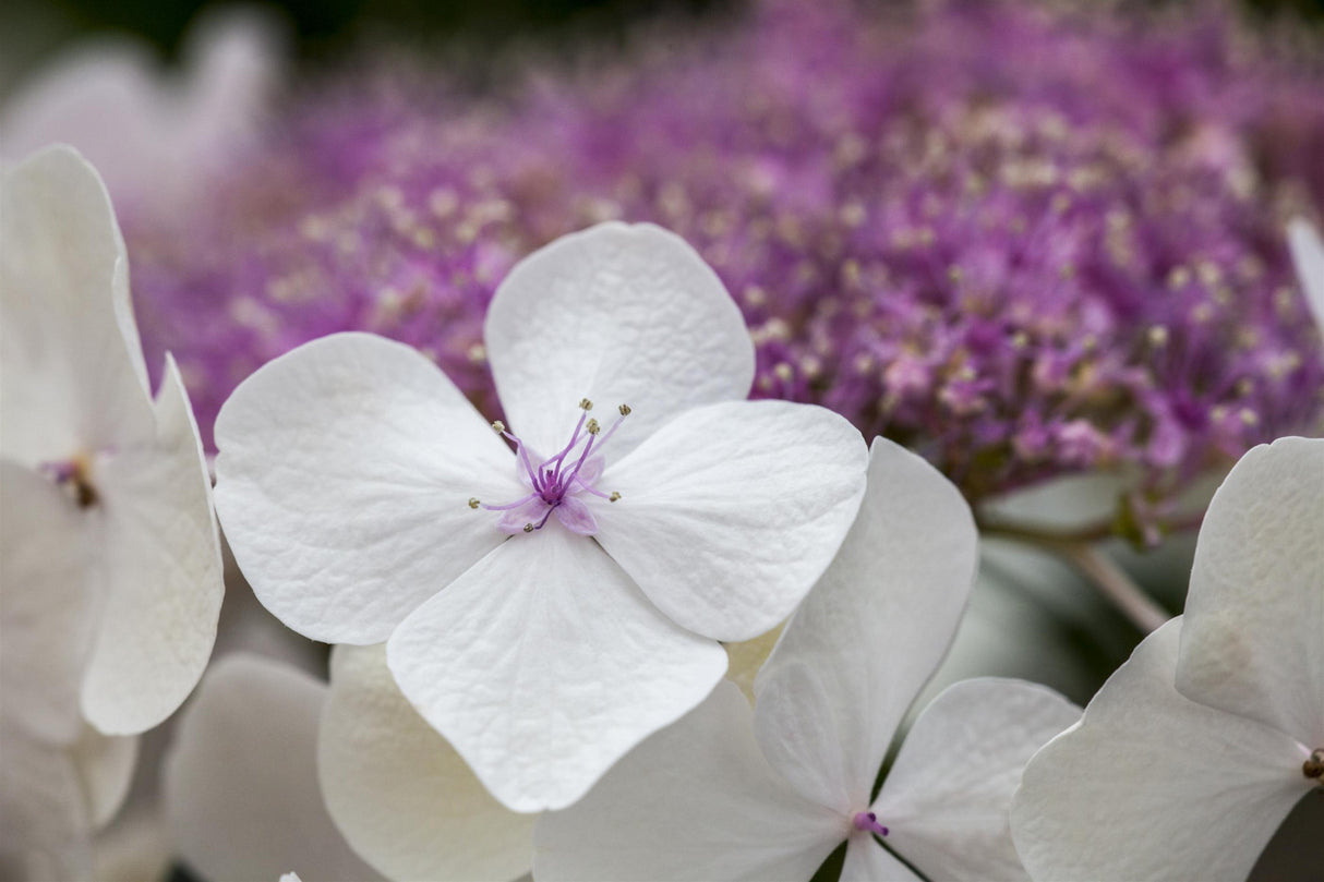 Hydrangea macrophylla 'Teller White' mit Blüte, erhältlich von 40-60 bis 80-100 cm ;;ab 58,00 Euro