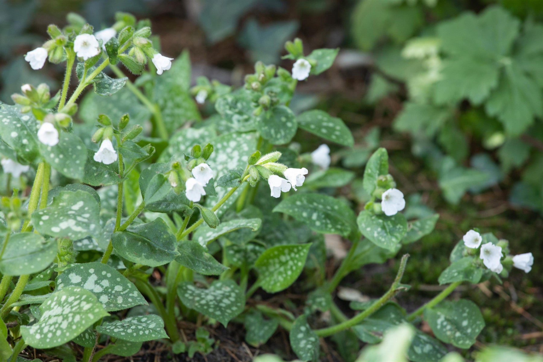 Pulmonaria officinalis 'Sissinghurst White' (Kleingeflecktes Garten-Lungenkraut)