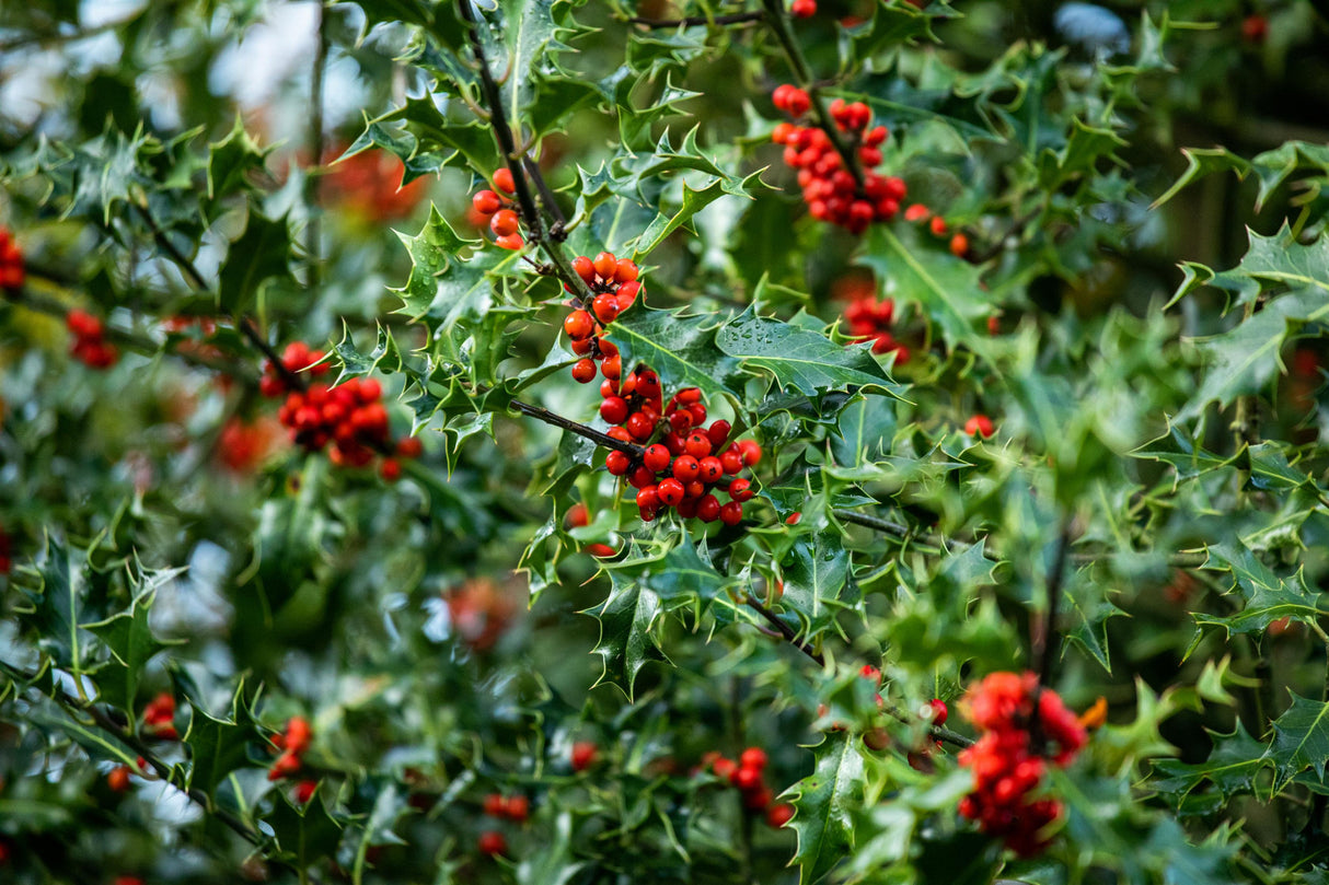 Ilex aquifolium mit Früchten, erhältlich von 40-60 bis 200-225 cm ;;ab 32,90 Euro