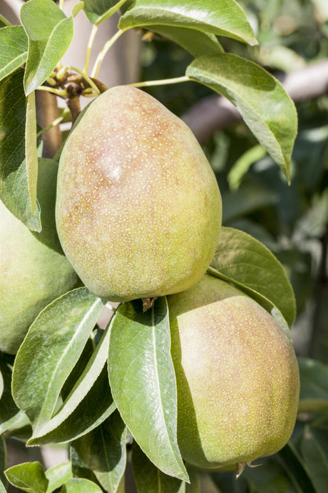 Pyrus com. 'Stuttgarter Geißhirtle' mit Früchten, erhältlich von 150-200 bis 450-650 cm ;;ab 38,50 Euro