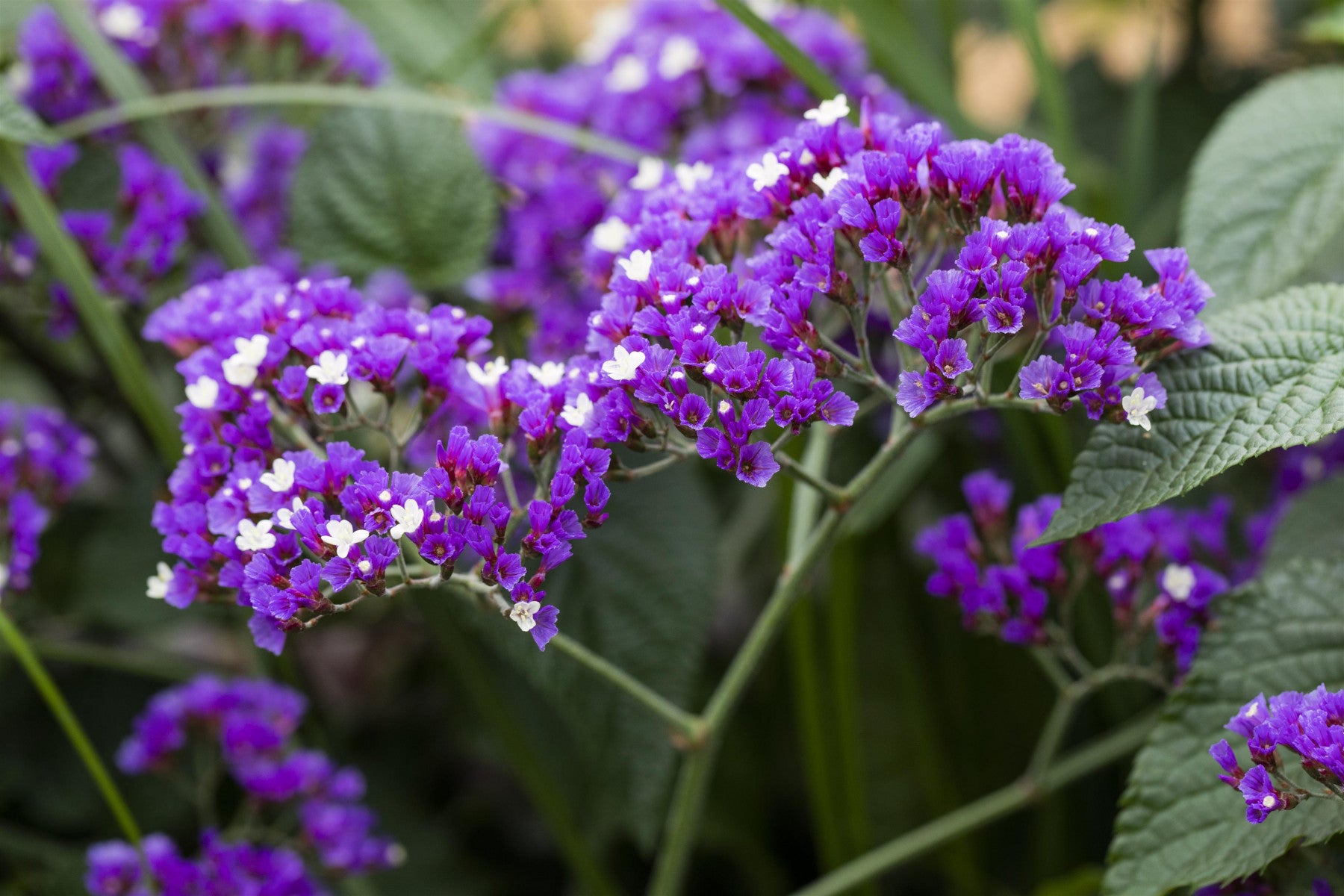 Limonium latifolium (Breitblättriger Steppenschleier)