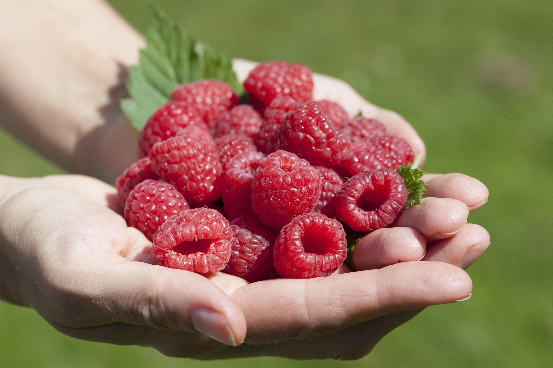 Rubus id. 'Ruflava' (Himbeere 'Ruflava' -S-)