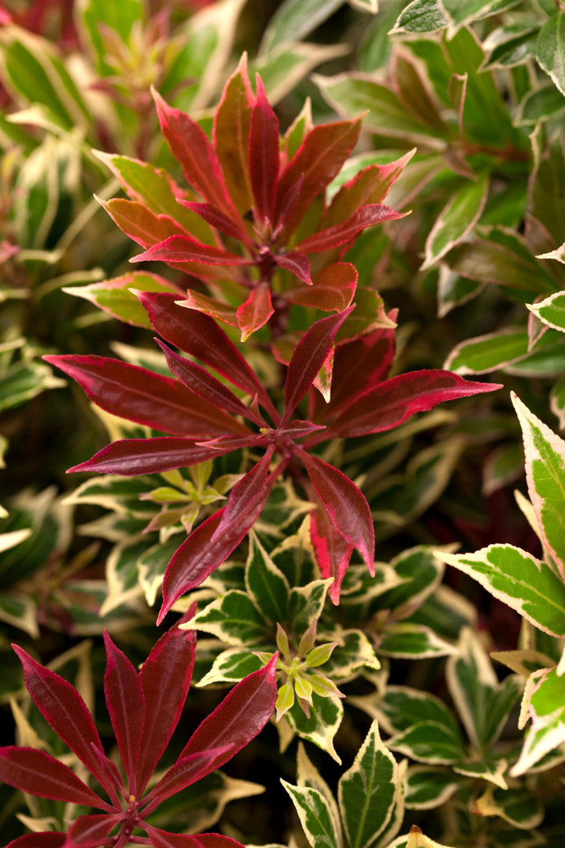 Pieris japonica 'Carnaval' (Schattenglöckchen 'Carnaval')