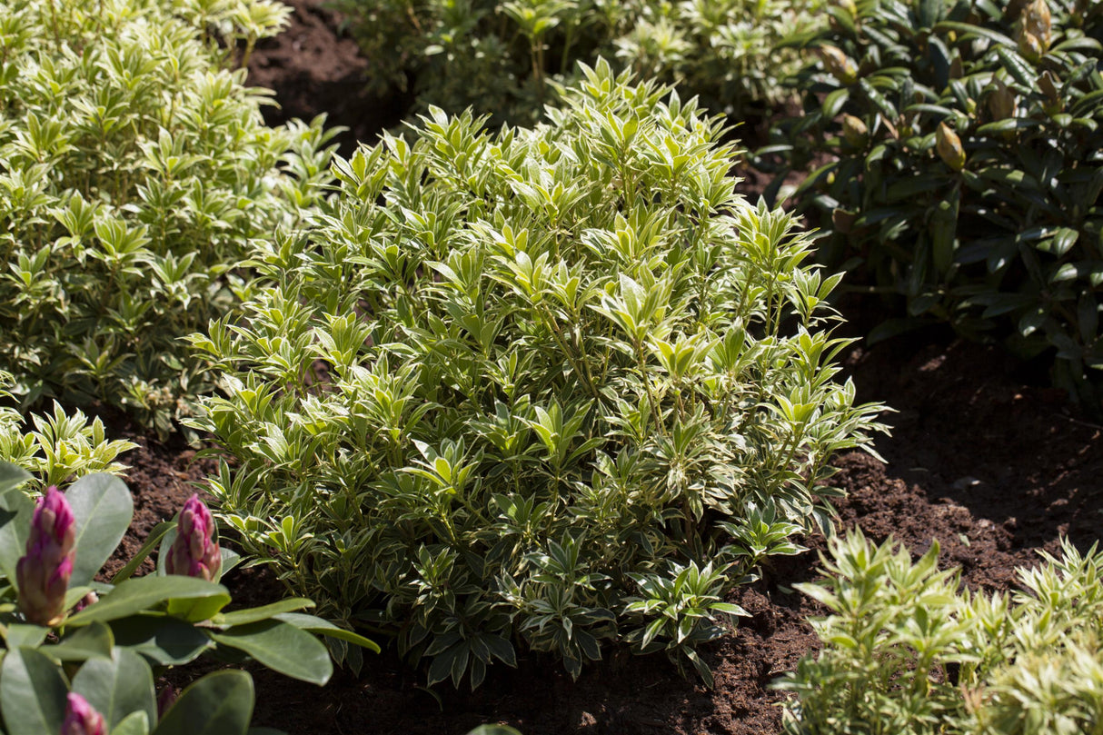 Pieris japonica 'Variegata' als Pflanze im Beet, erhältlich von 15-20 bis 60-80 cm ;;ab 17,40 Euro