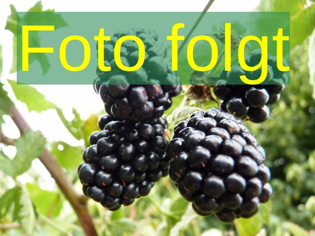 Bild wird ergänzt für Rubus id.'Poranna Rosa' (Himbeere 'Poranna Rosa')