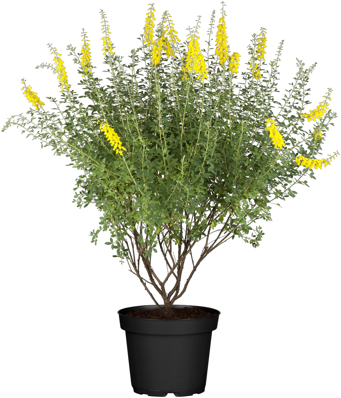 Cytisus nigricans 'Cyni' mit Blüte, erhältlich von 20-30 bis 40-60 cm ;;ab 10,70 Euro