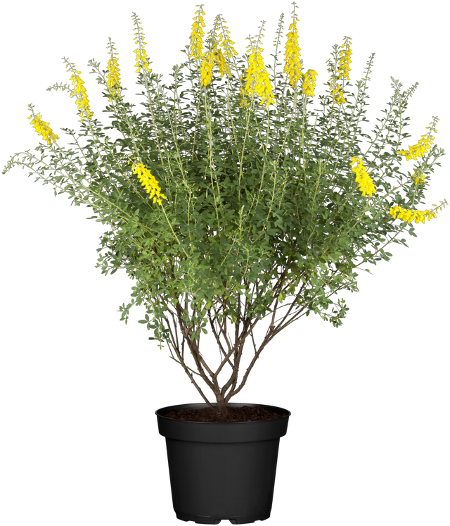 Cytisus nigricans 'Cyni' mit Blüte, erhältlich von 20-30 bis 40-60 cm ;;ab 10,70 Euro