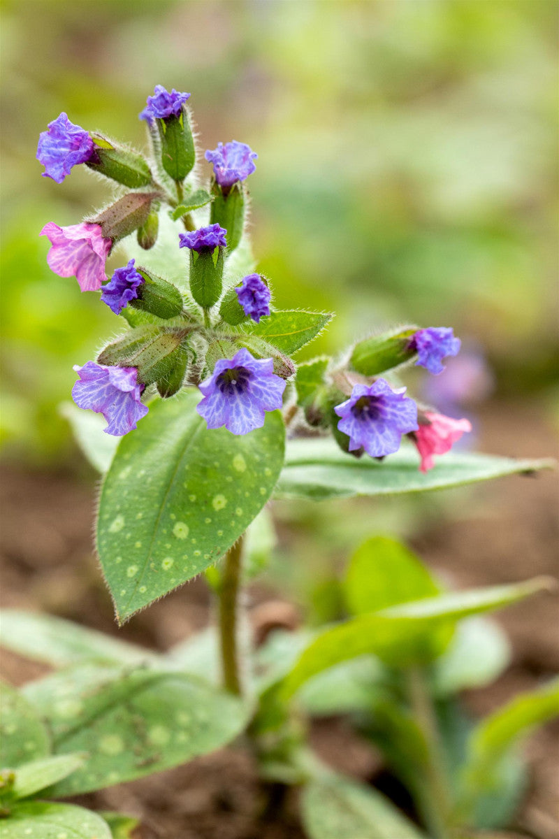 Pulmonaria saccharata 'Trevi Fountain' mit Blüte ;;ab 5,90 Euro