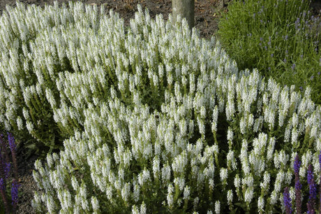 Salvia nemorosa 'Schneehügel' als Pflanze im Beet ;;ab 3,70 Euro