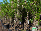 Prunus incisa 'Kojo-no-mai' als Pflanze im Beet, erhältlich als: Solitär, Stämmchen ; Einsatz: Zierstrauch ; Pluspunkt: reichblühend;;günstig mit Qualität