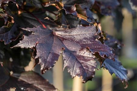 Acer platanoides 'Crimson Sentry' (Spitzahorn 'Crimson Sentry')