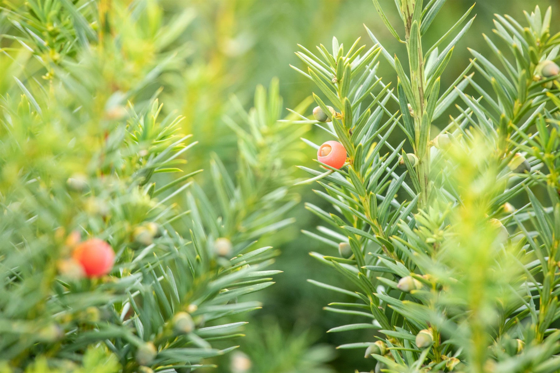 Taxus media 'Hicksii' (Fruchtende Bechereibe)