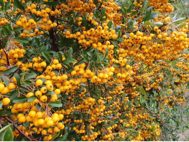 Pyracantha 'Orange Glow' , erhältlich von 40-60 bis 150-175 cm ;;ab 16,90 Euro