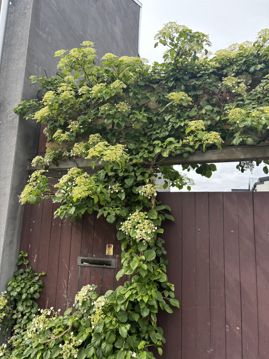 Hydrangea petiolaris (Kletterhortensie)