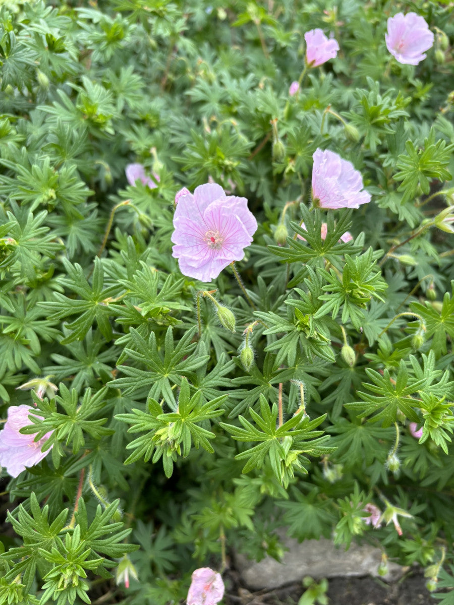 Geranium sang. v. striatum 'Apfelblüte' (Gestreifter Garten-Storchschnabel)