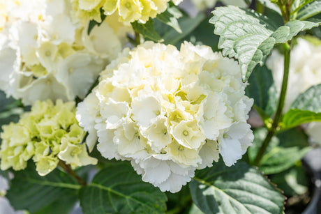 Hydrangea macrophylla 'Schneeball' , erhältlich von 40-60 bis 60-80 cm ;;ab 58,00 Euro