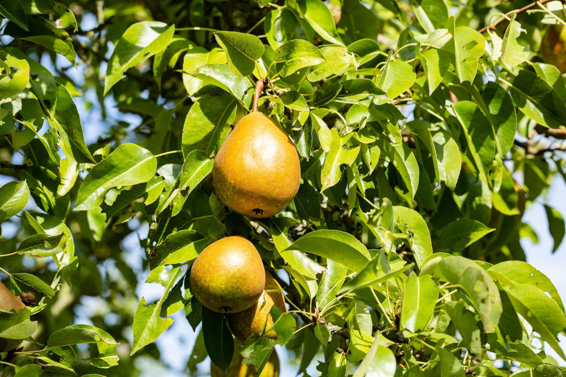 Pyrus com. 'Bosc's Flaschenbirne' (Birne 'Bosc's Flaschenbirne' mittel)