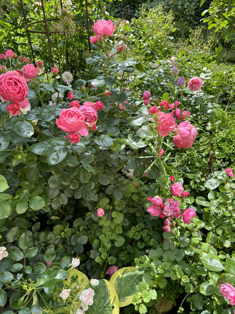 Rosa 'Leonardo da Vinci' BT mit Blüte ;;ab 9,50 Euro