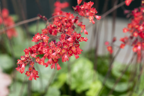 Heuchera sanguinea 'Leuchtkäfer' ;;ab 3,30 Euro