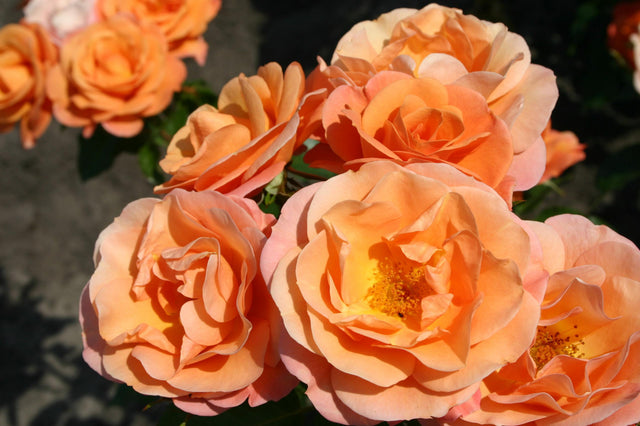 Rosa 'Portoroz' BT mit Blüte ;;ab 9,50 Euro