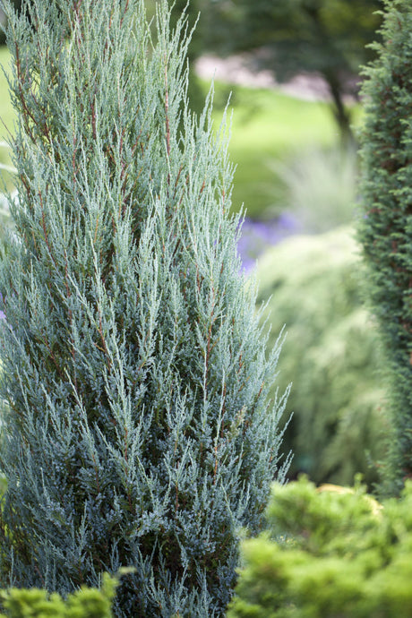 Juniperus scopulorum 'Blue Arrow' , erhältlich von 30-40 bis 200-225 cm ;;ab 14,80 Euro