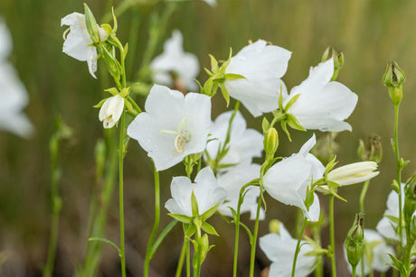 Campanula persicif. 'Grandiflora Alba' mit Blüte ;;ab 3,30 Euro