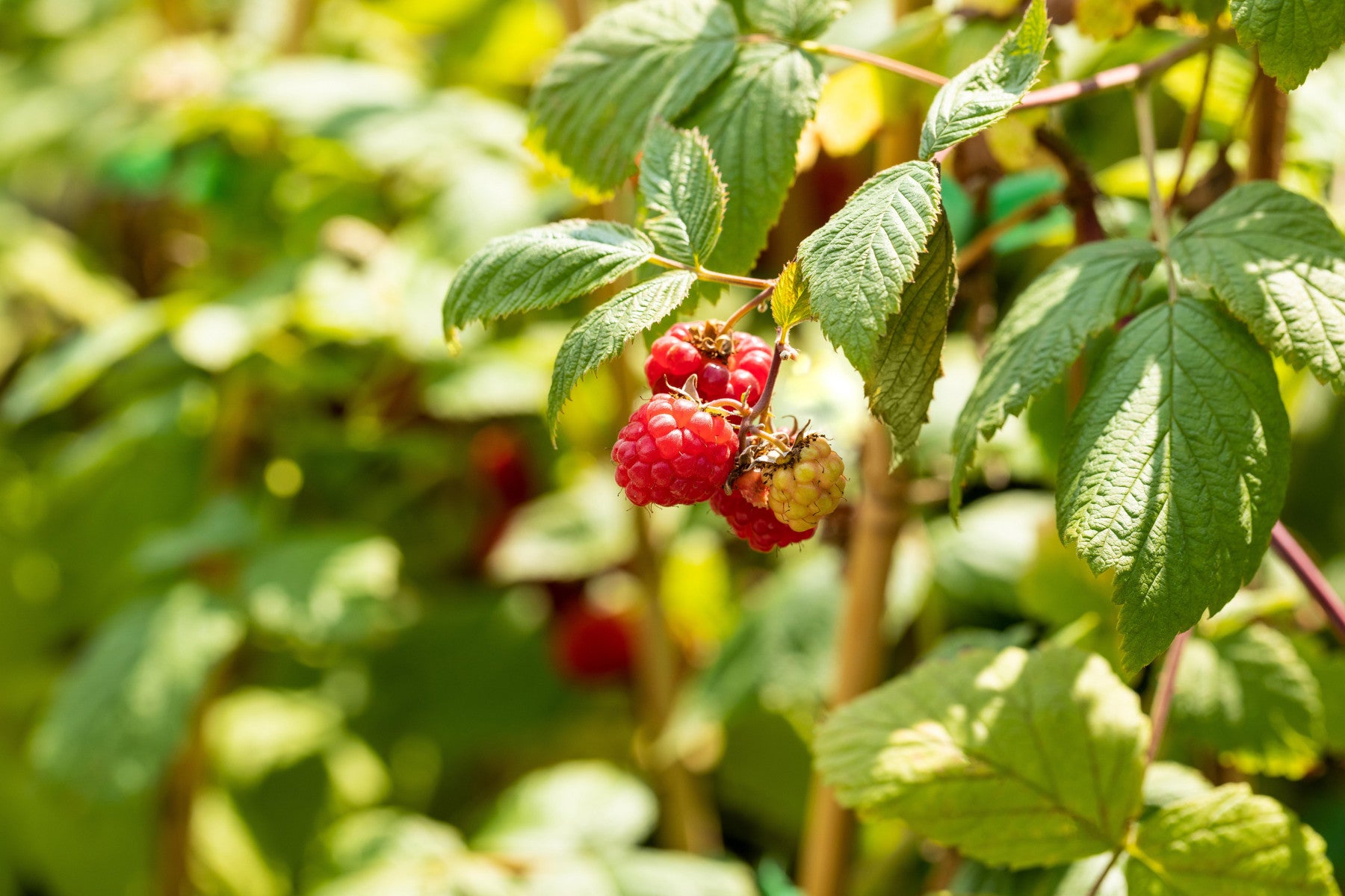 Rubus id. 'Polka' (Himbeere 'Polka' -S-)