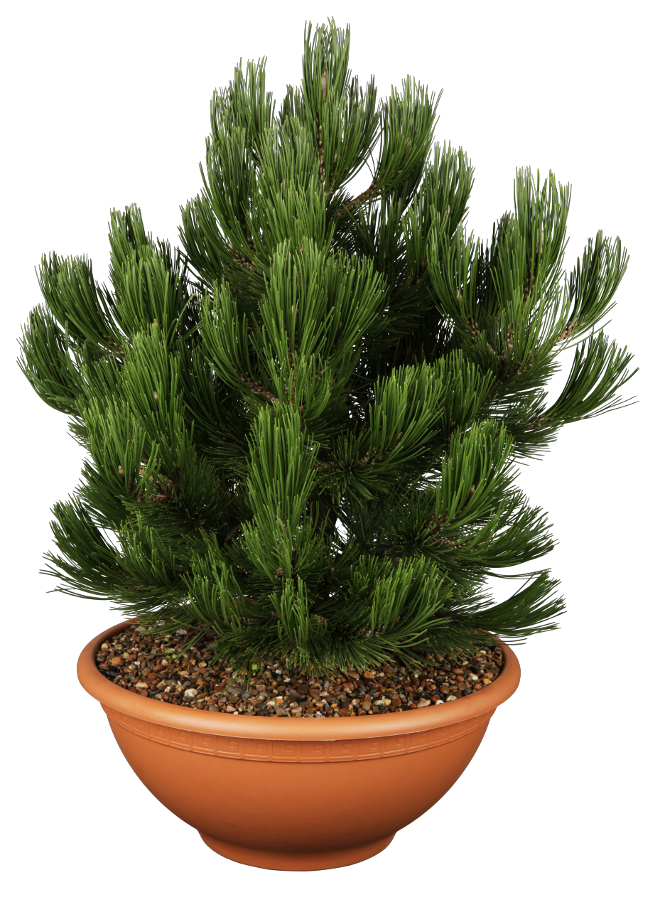 Pinus heldreichii 'Compact Gem' , erhältlich von 25-30 bis 80-100 cm ;;ab 40,40 Euro