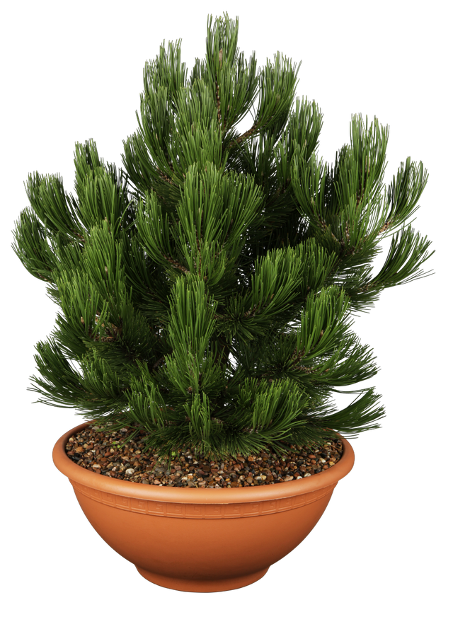 Pinus heldreichii 'Compact Gem' , erhältlich von 25-30 bis 80-100 cm ;;ab 40,40 Euro