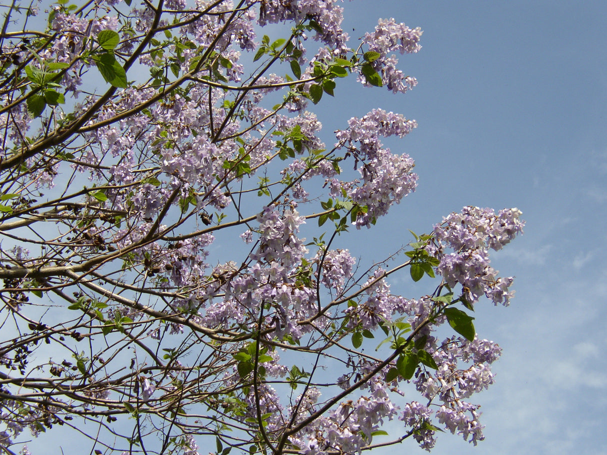 Kaiserbaum mit Blüte, erhältlich als: Hochstamm ; Einsatz: Bienenweide ; Pluspunkt: schnellwachsend;;günstig mit Qualität