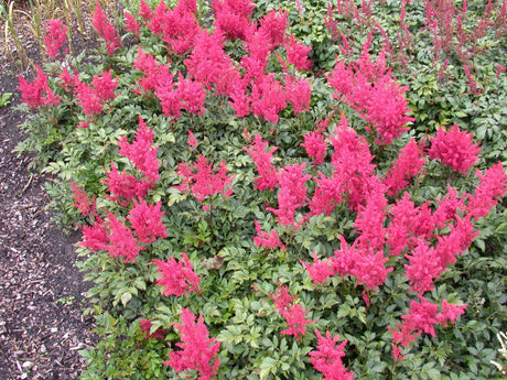 Astilbe japonica 'Montgomery' mit Blüte ;;ab 4,30 Euro