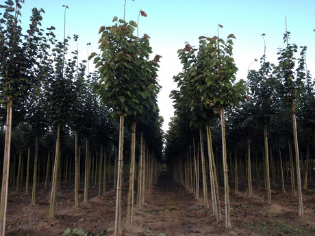 Tilia henryana als Pflanze im Beet, erhältlich von 270-330 bis 450-650 cm ;;ab 556,00 Euro