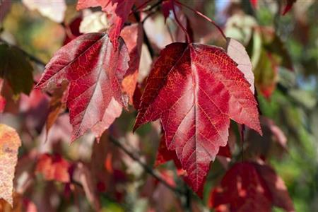 Acer rubrum 'Red Sunset' , erhältlich von 270-330 bis 450-650 cm ;;ab 178,00 Euro